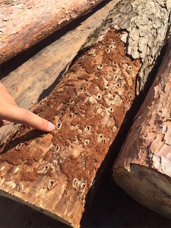 14 松褐天？？？？？？拥.jpg